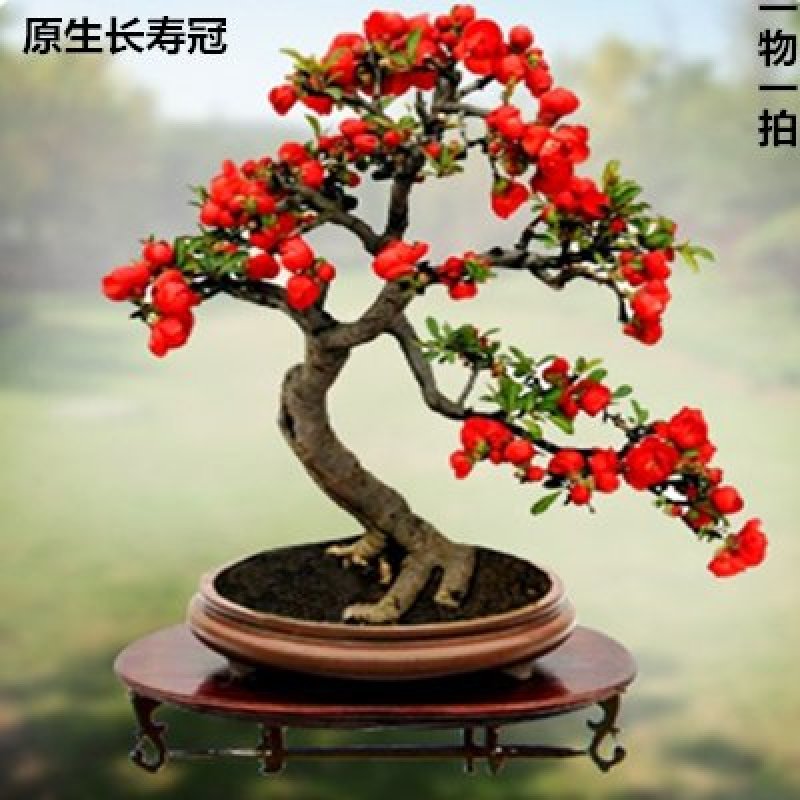 海棠花盆景原生长寿冠，海棠花盆栽双色批发，各种鲜花批发。