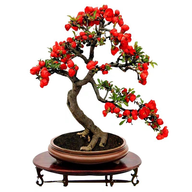 海棠花盆景原生长寿冠，海棠花盆栽双色批发，各种鲜花批发。