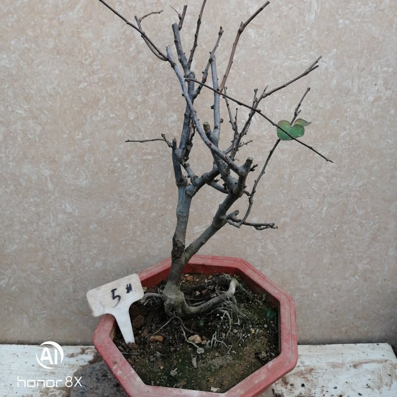 海棠花盆景原生长寿冠，海棠花盆栽双色批发，各种鲜花批发。
