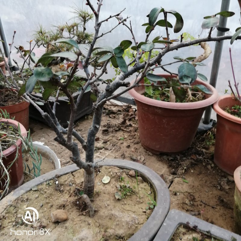 海棠花盆景原生长寿冠，海棠花盆栽双色批发，各种鲜花批发。