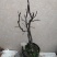 海棠花盆景原生长寿冠，海棠花盆栽双色批发，各种鲜花批发。