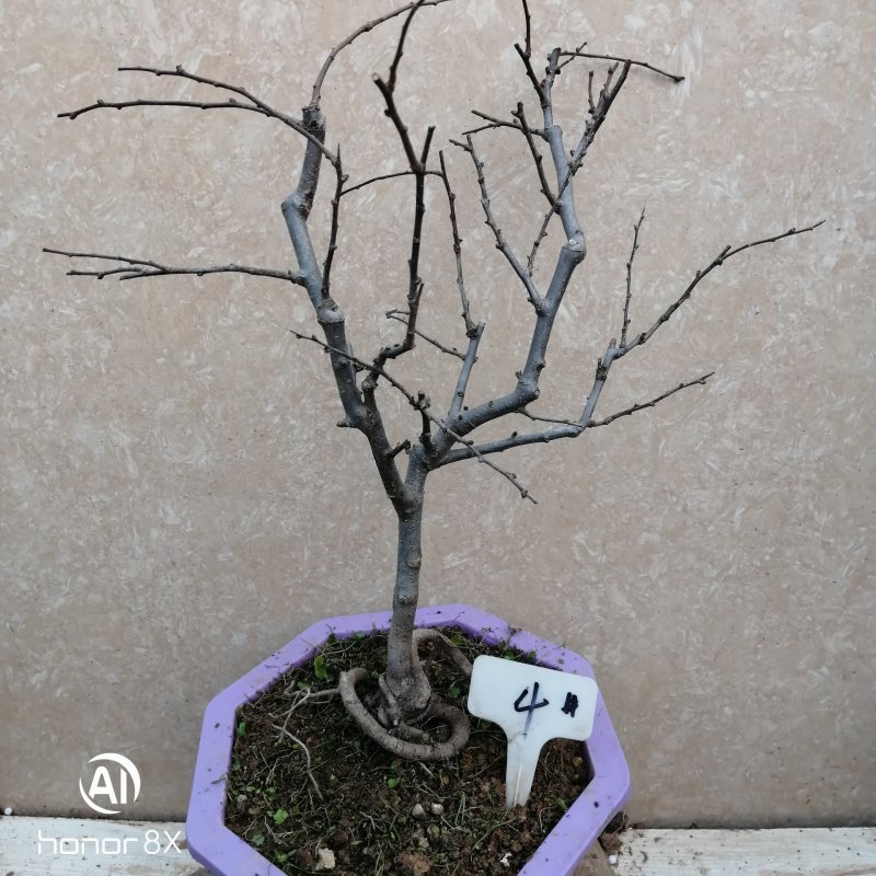 海棠花盆景原生长寿冠，海棠花盆栽双色批发，各种鲜花批发。