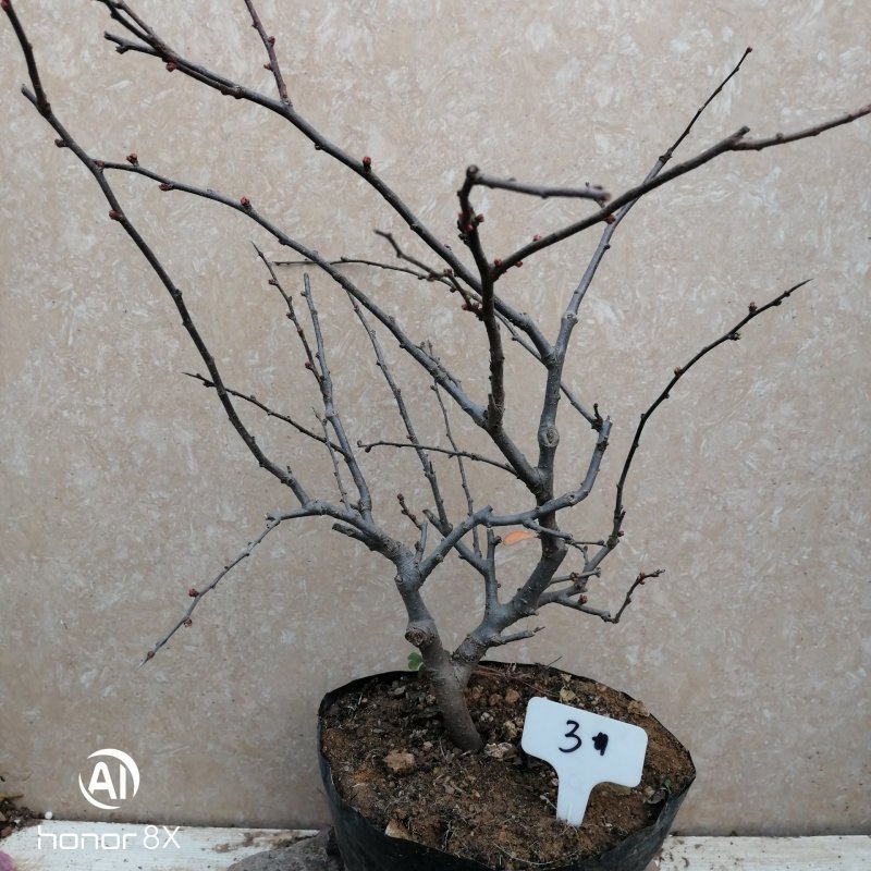 海棠花盆景原生长寿冠，海棠花盆栽双色批发，各种鲜花批发。