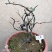 海棠花盆景原生长寿冠，海棠花盆栽双色批发，各种鲜花批发。