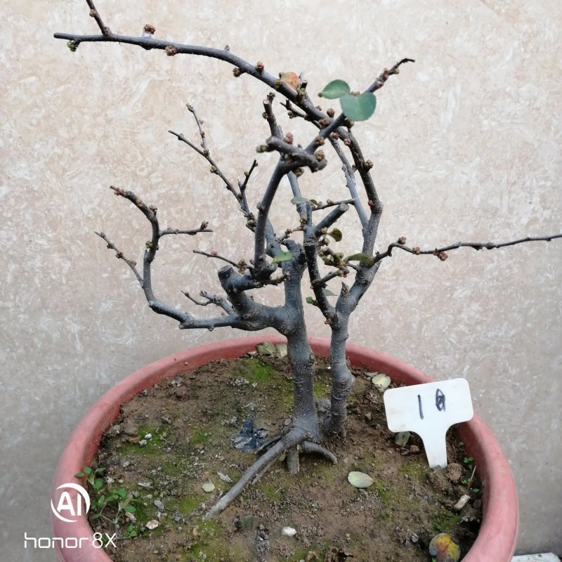 海棠花盆景原生长寿冠，海棠花盆栽双色批发，各种鲜花批发。