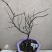 海棠花盆景原生长寿冠，海棠花盆栽双色批发，各种鲜花批发。