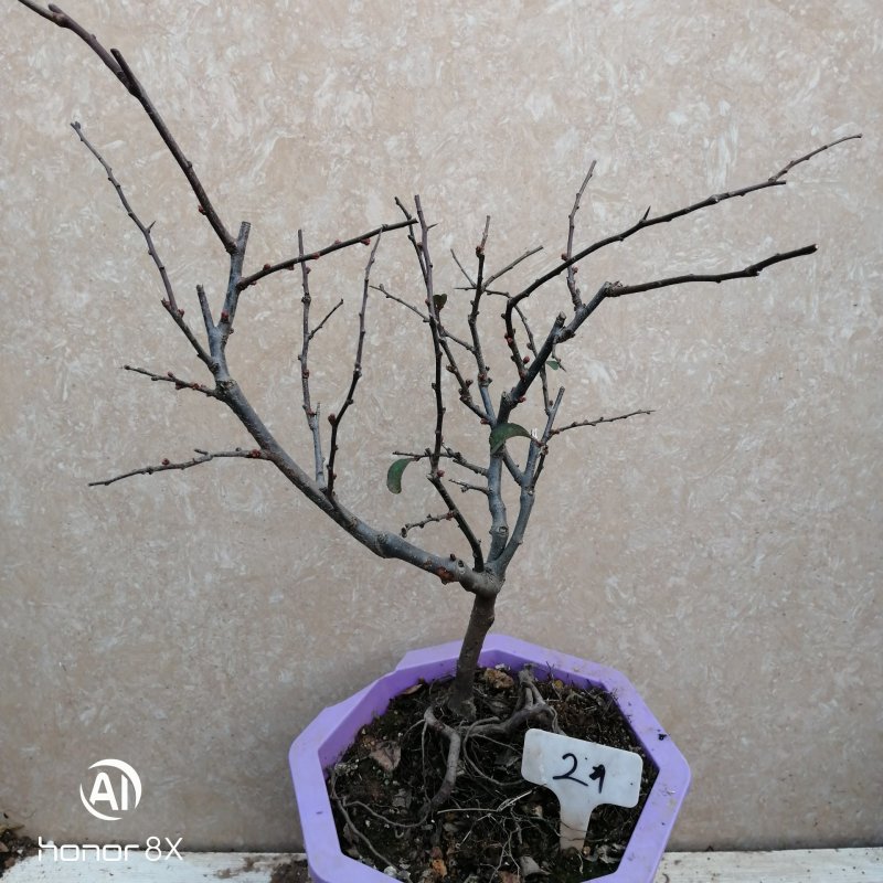 海棠花盆景原生长寿冠，海棠花盆栽双色批发，各种鲜花批发。