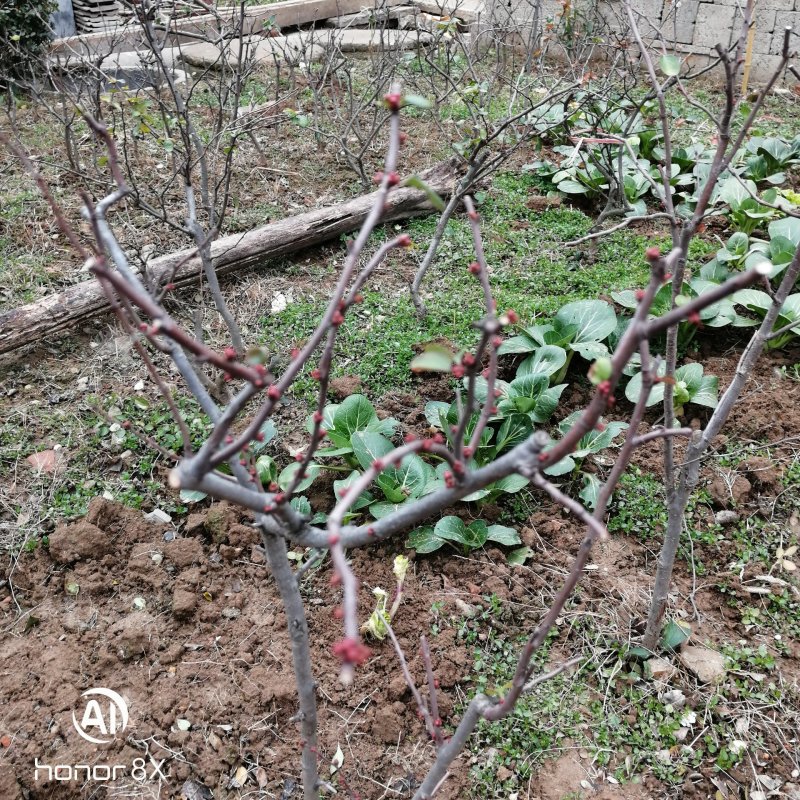 海棠花盆景原生长寿冠，海棠花盆栽双色批发，各种鲜花批发。