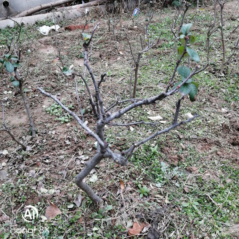 海棠花盆景原生长寿冠，海棠花盆栽双色批发，各种鲜花批发。