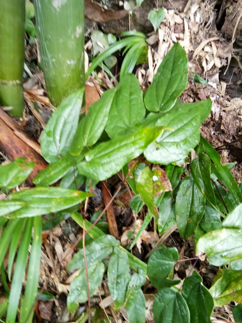 淫羊藿苗大量种苗供应质量保证长期供应精选种苗