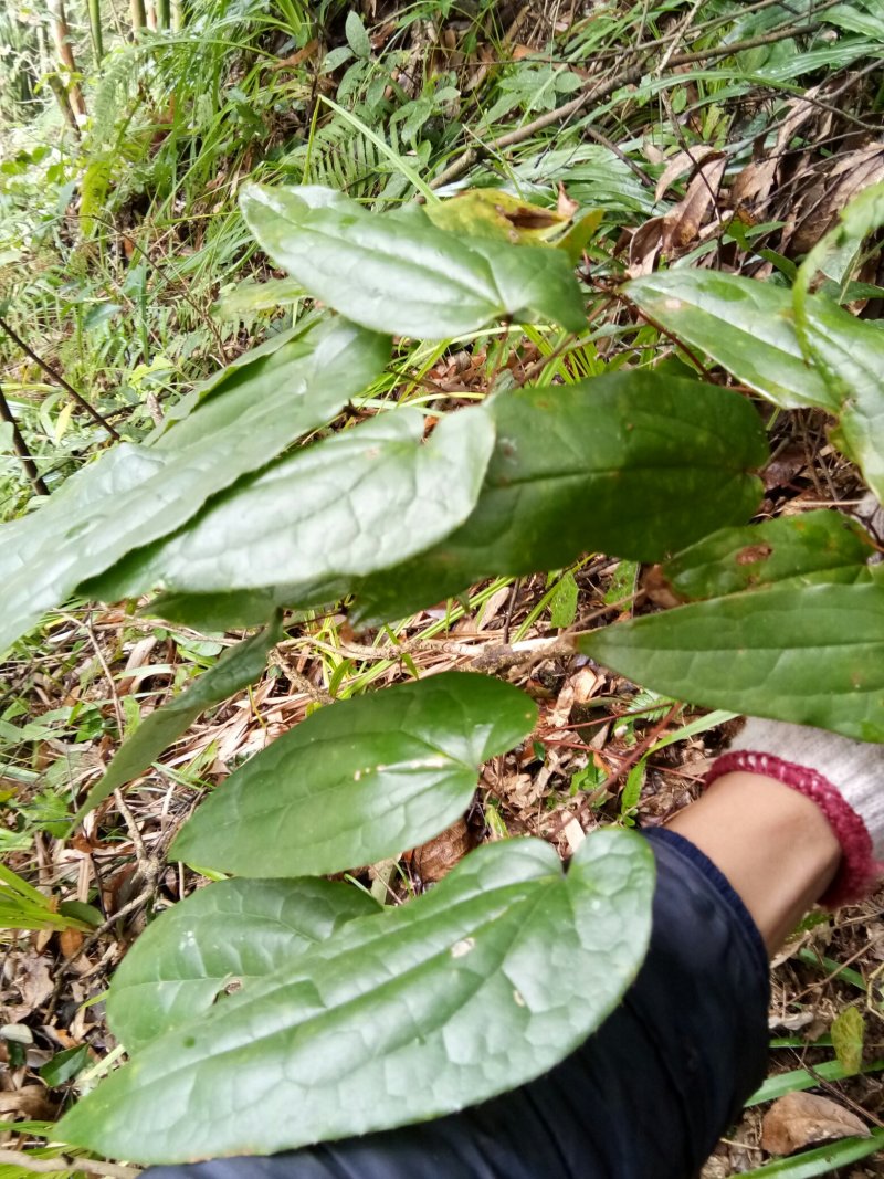 淫羊藿苗大量种苗供应质量保证长期供应精选种苗