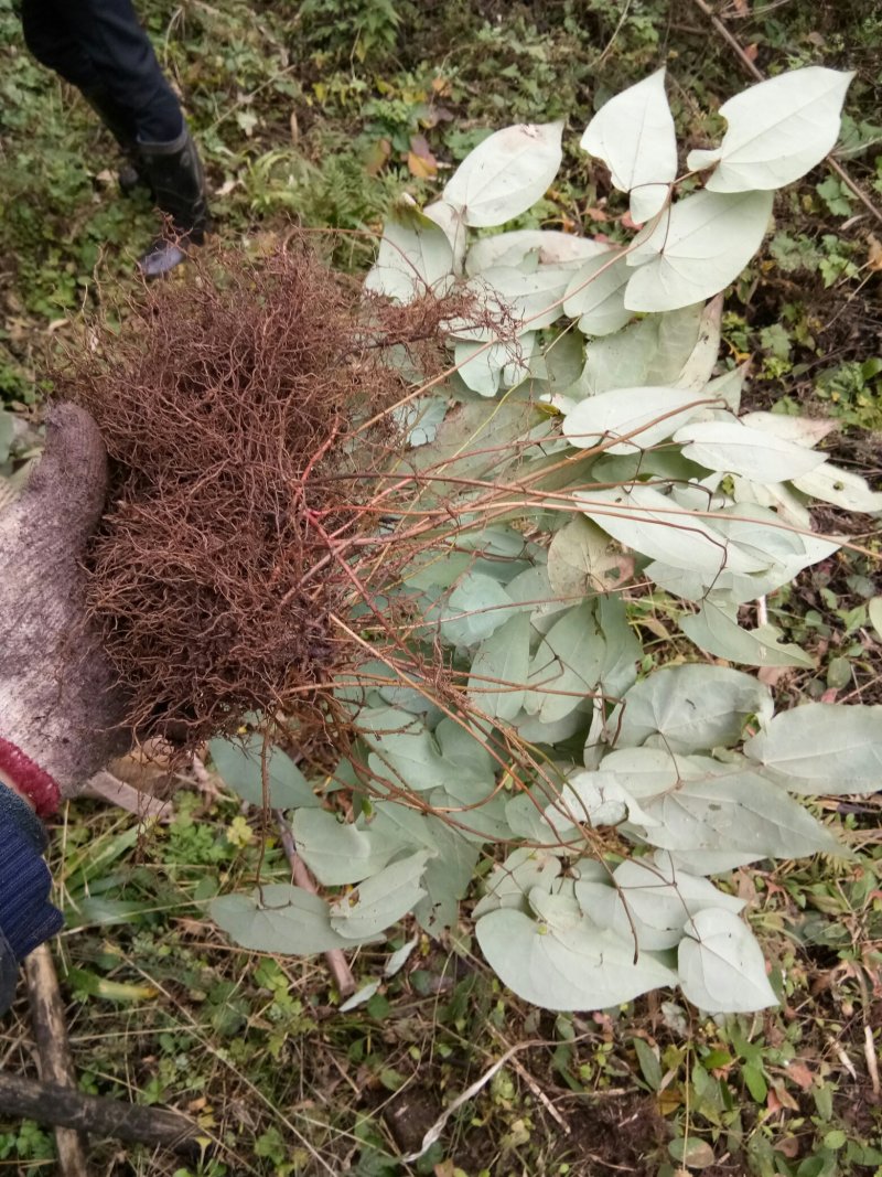 淫羊藿苗大量种苗供应质量保证长期供应精选种苗