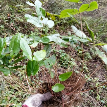 淫羊藿苗大量种苗供应质量保证长期供应精选种苗