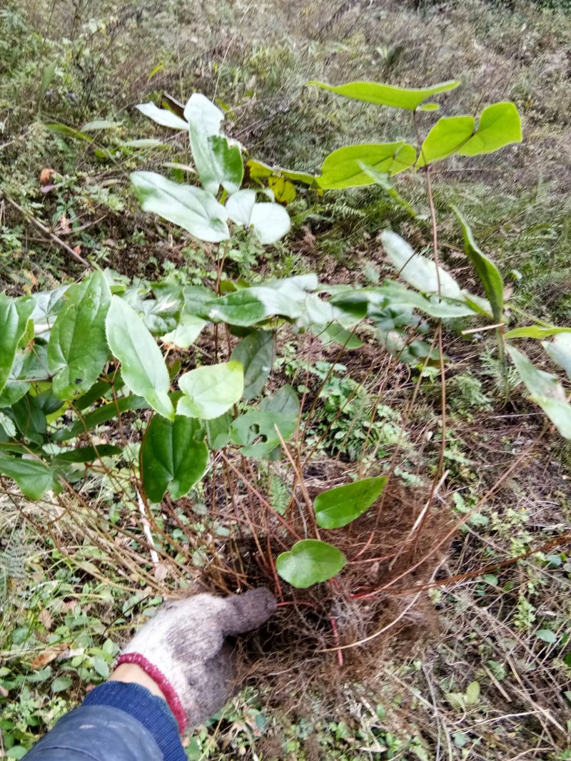 淫羊藿苗大量种苗供应质量保证长期供应精选种苗