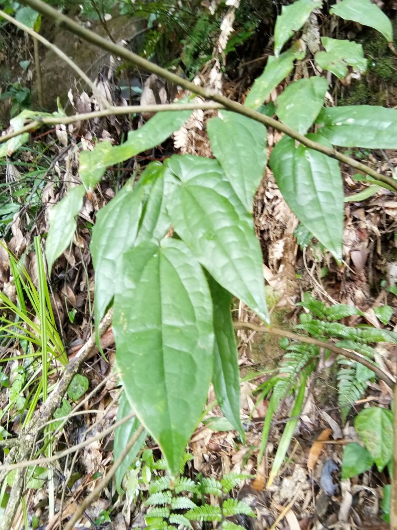 淫羊藿苗大量种苗供应质量保证长期供应精选种苗
