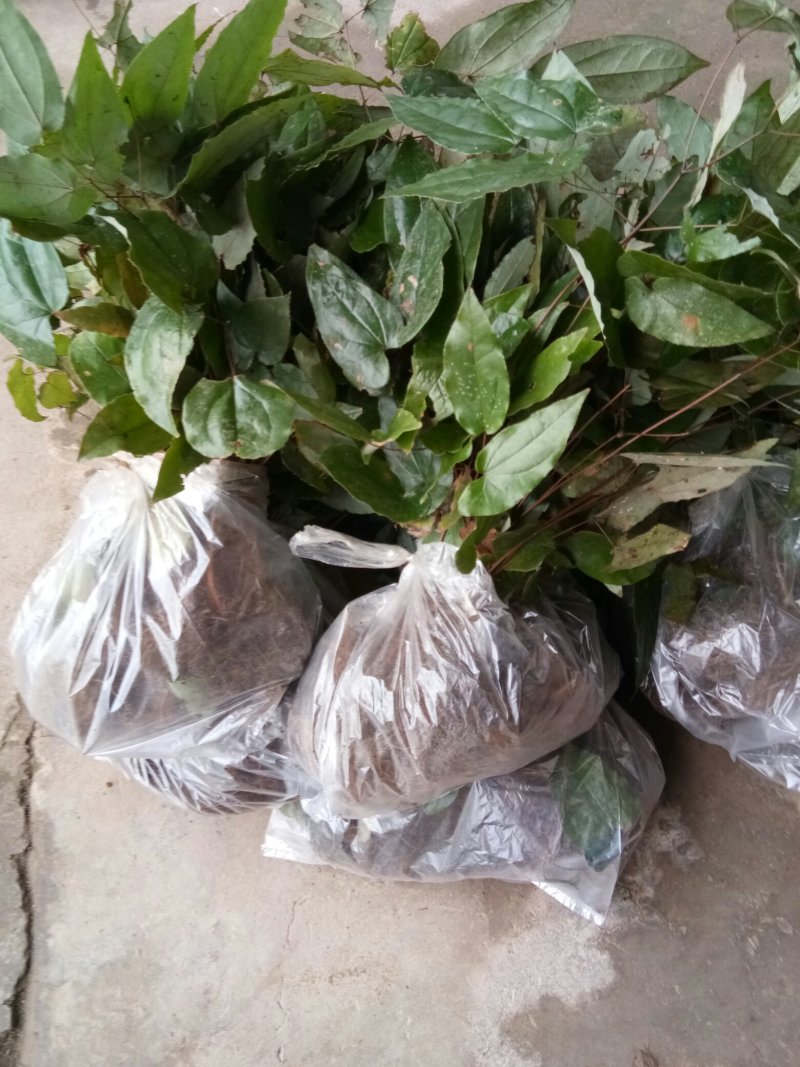 淫羊藿苗大量种苗供应质量保证长期供应精选种苗