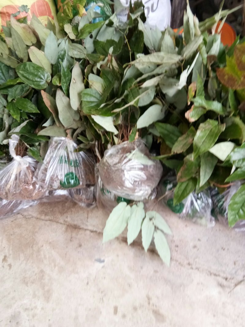 淫羊藿苗大量种苗供应质量保证长期供应精选种苗