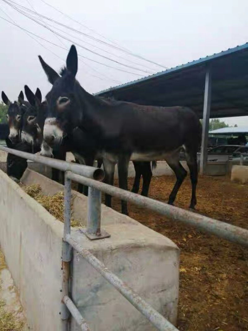 德州驴改良肉驴养殖技术关中驴活体出售三粉驴