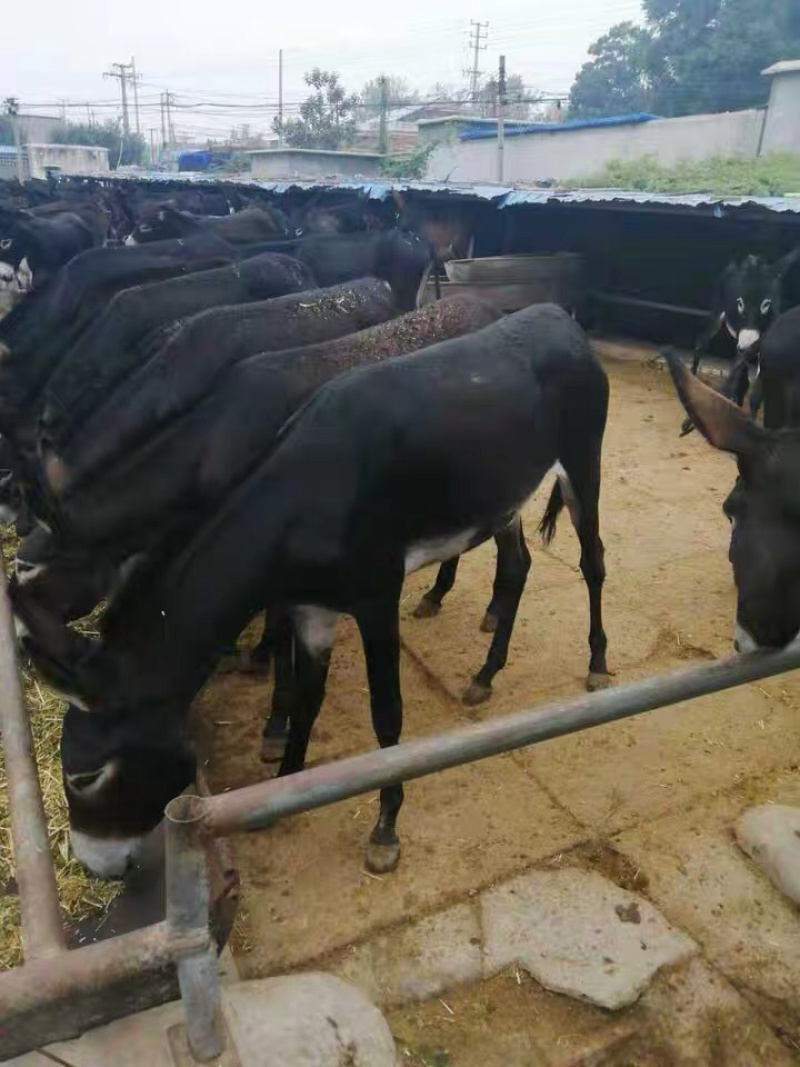德州驴改良肉驴养殖技术关中驴活体出售三粉驴