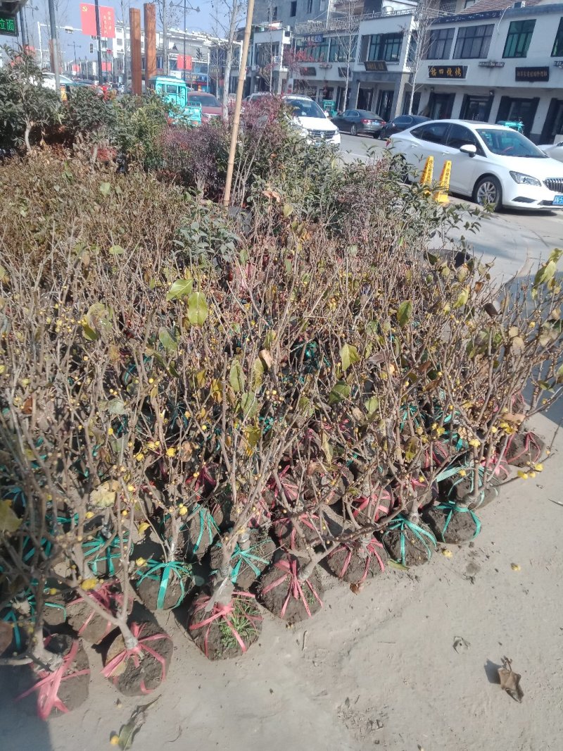 腊梅苗盆栽腊梅素心腊梅嫁接腊梅小盆栽园林绿化苗木