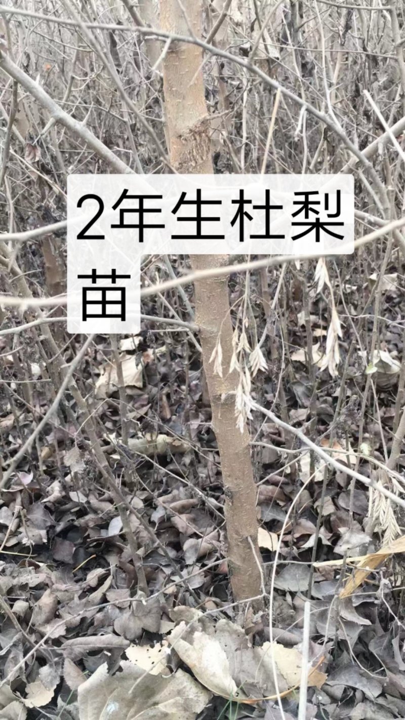 2年生杜梨苗，断根移栽苗，现起苗现出售，批发