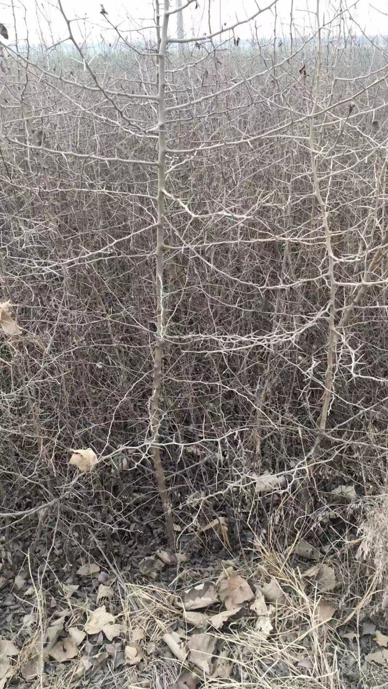 2年生杜梨苗，断根移栽苗，现起苗现出售，批发