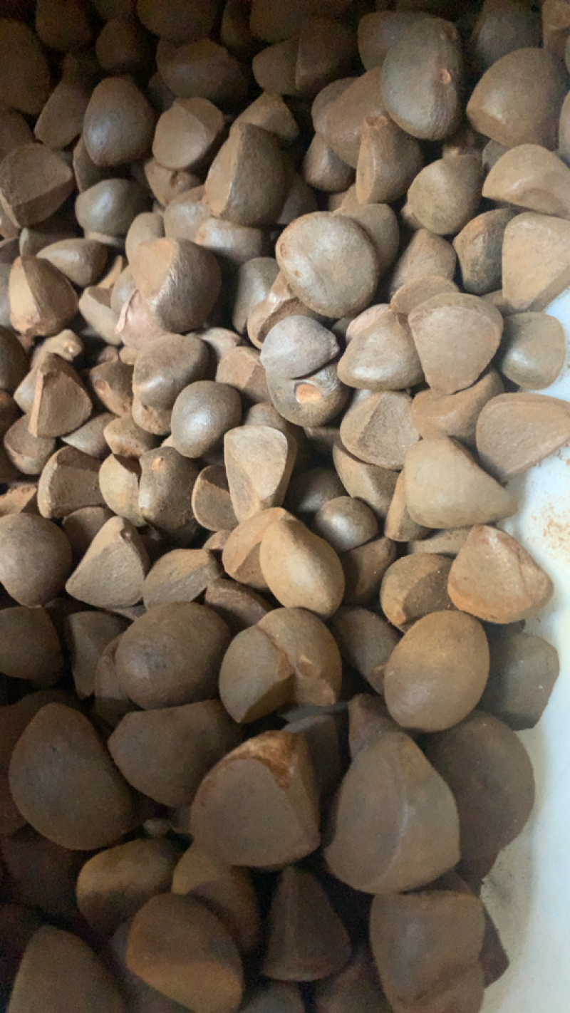 油茶种子大果油茶种子红花油茶种