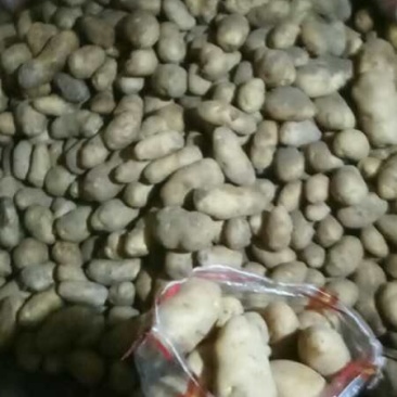 土豆