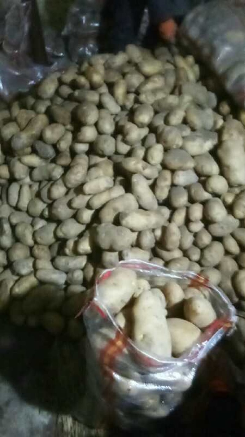土豆