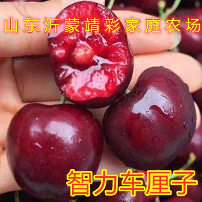智力车厘子樱桃苗嫁接樱桃树苗车厘子樱桃苗