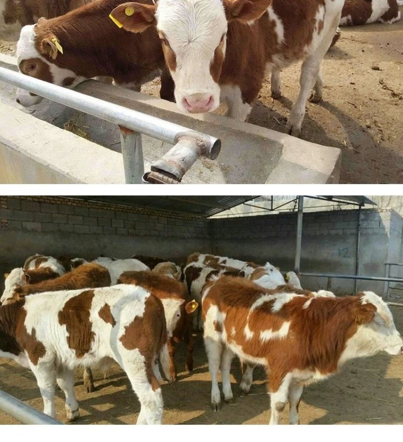 西门塔尔牛免费送货，肉牛犊存栏量1000头
