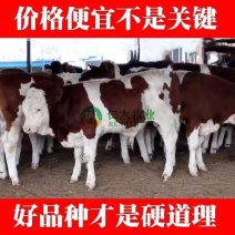 西门塔尔牛免费送货，肉牛犊存栏量1000头