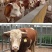 西门塔尔牛免费送货，肉牛犊存栏量1000头