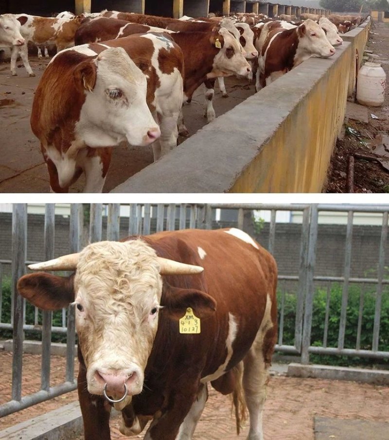 西门塔尔牛免费送货，肉牛犊存栏量1000头
