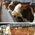 西门塔尔牛免费送货，肉牛犊存栏量1000头