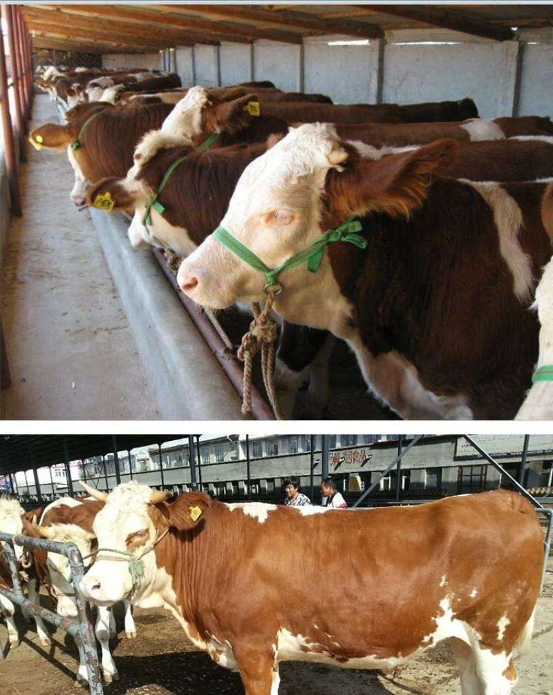 西门塔尔牛免费送货，肉牛犊存栏量1000头