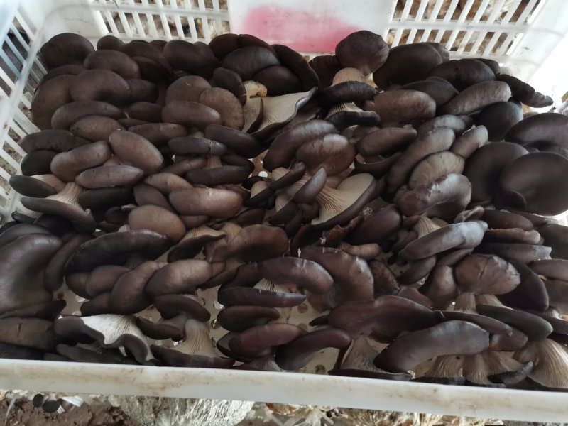 一级平菇，产量大，市场化。可提供冷库