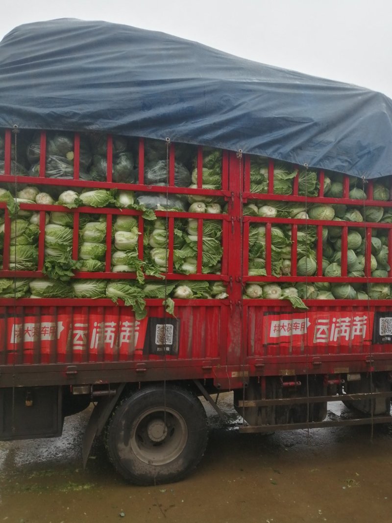【热卖】奥奇娜扁包菜3一4斤左右电商产地直供可视频看货