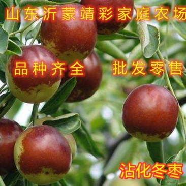 沾化冬枣苗嫁接大枣树苗南北方种植枣树苗南北方种植
