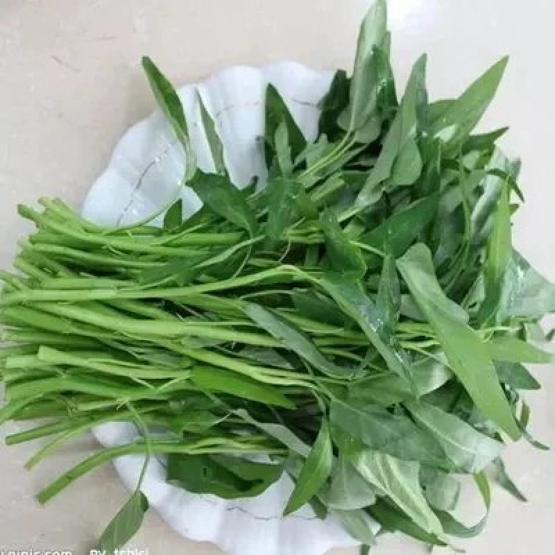 空心菜种子大叶空心菜种子柳叶空心菜种子抗逆性强