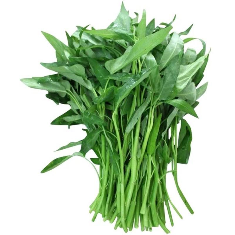 柳绿空心菜种子500克一袋抗病性强，耐旱高产