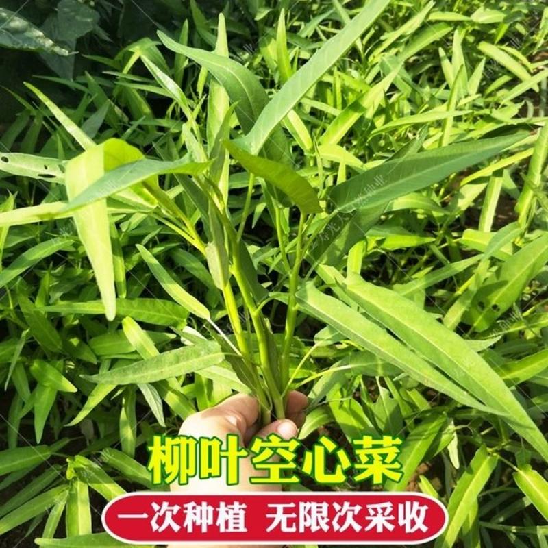 柳绿空心菜种子500克一袋抗病性强，耐旱高产