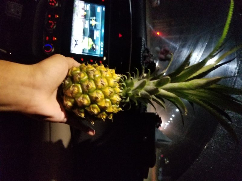 海南种植:泰国小菠萝