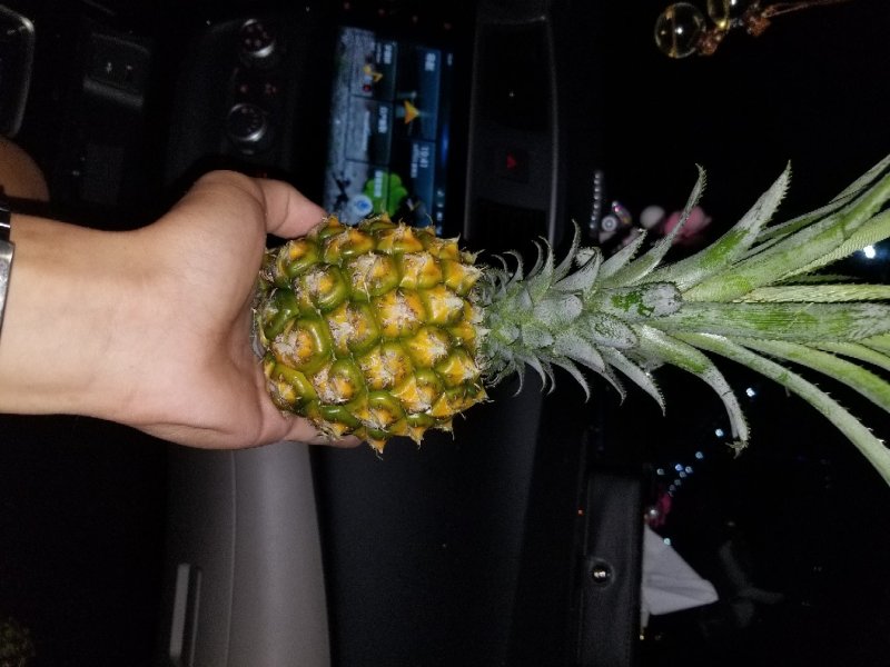 海南种植:泰国小菠萝