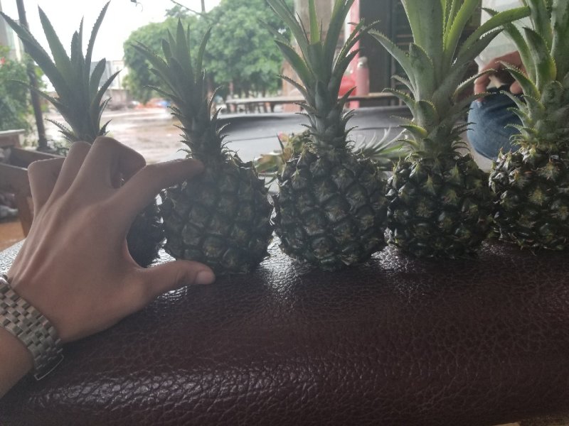海南种植:泰国小菠萝