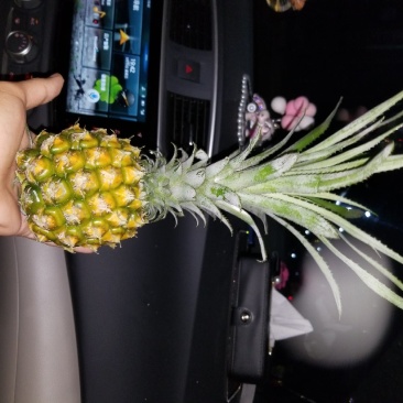 海南种植:泰国小菠萝