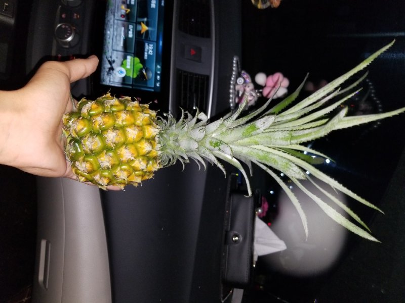 海南种植:泰国小菠萝