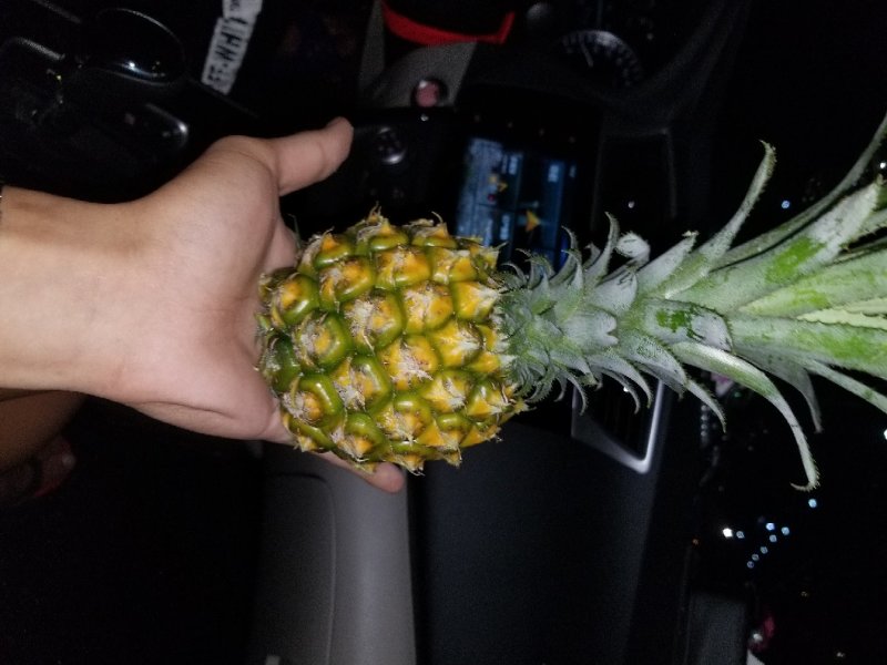 海南种植:泰国小菠萝