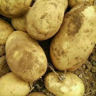 大白花土豆，质量从优