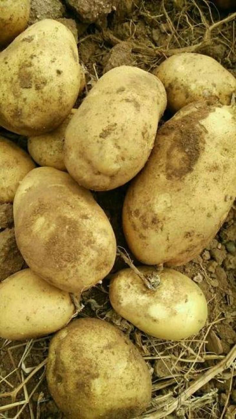 大白花土豆，质量从优